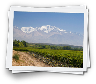 Wine from Argentina 